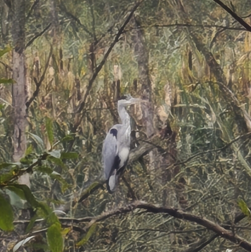 Grey Heron