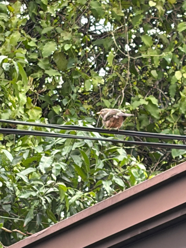 Yellow-billed Babbler