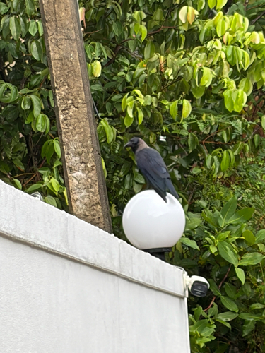 House Crow