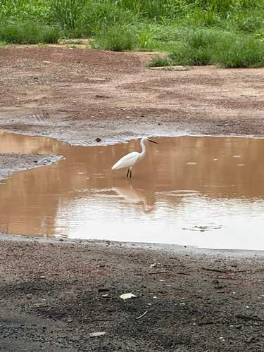Little Egret