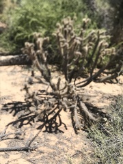 Cylindropuntia