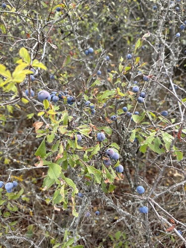 Blackthorn