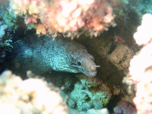 Gymnothorax zonipectis observed 2026-09-23