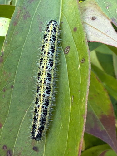 Large White