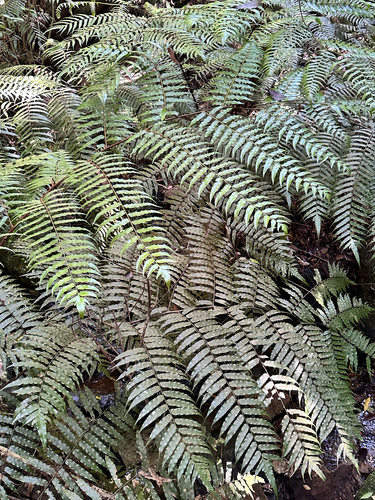 Gymnosphaera podophylla observed 2026-09-24