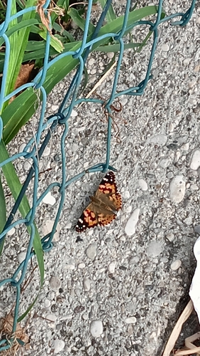 Painted Lady
