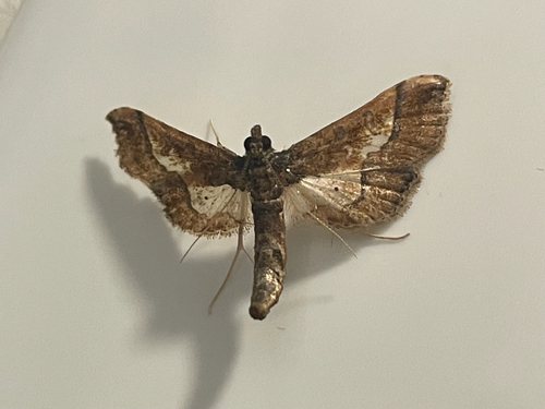 Ornate Hydriris Moth
