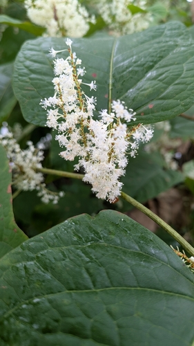 Japanese knotweed