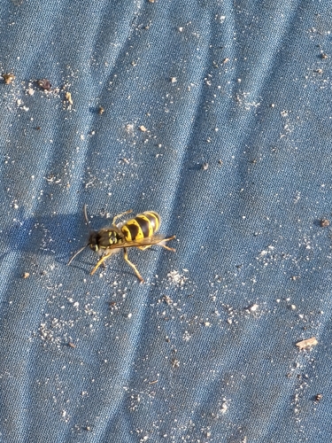 Common European Yellowjacket