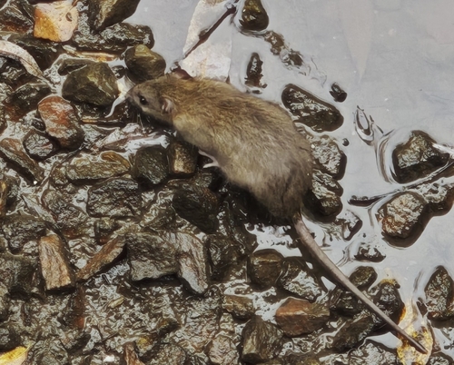 Brown Rat