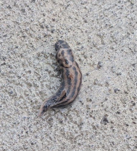 Limax maximus observed 2026-09-23