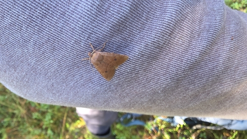 The Chestnut