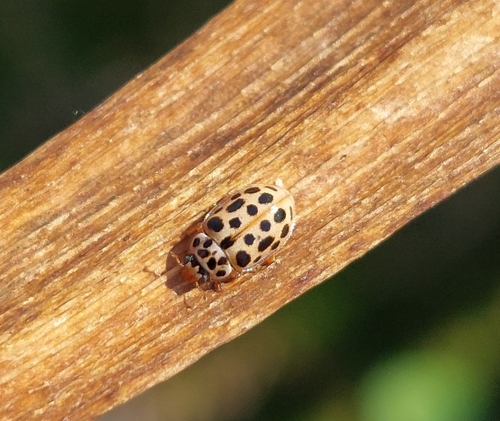 Water Ladybird