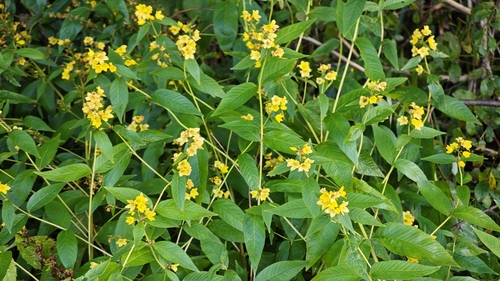 Lysimachia vulgaris, photograph 3