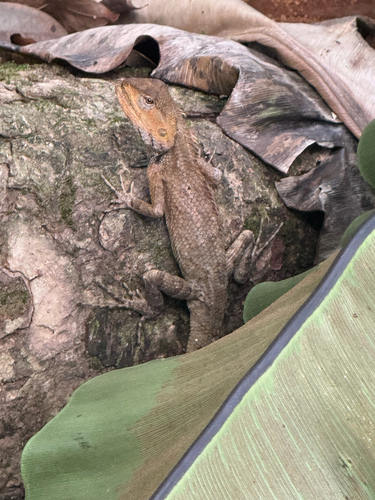 Indian Garden Lizard