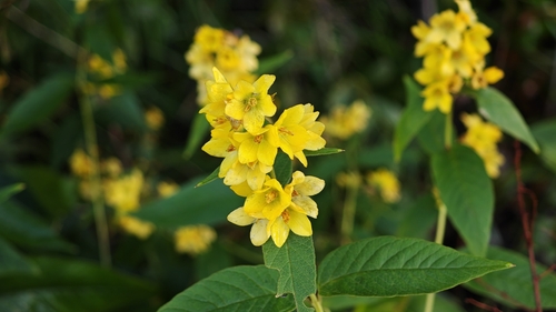 Lysimachia vulgaris, photograph 4