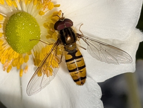 Marmalade Hover Fly