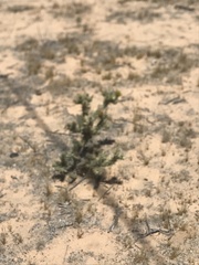 Cylindropuntia