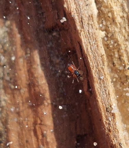 Black-tailed Ostearius