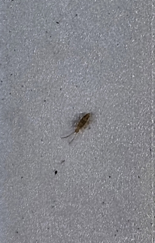 Cosmopolitan Springtail