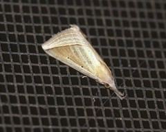 Hypena conscitalis