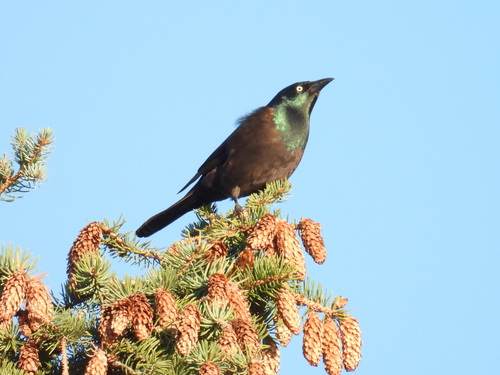 Common Grackle