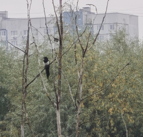Eurasian Magpie