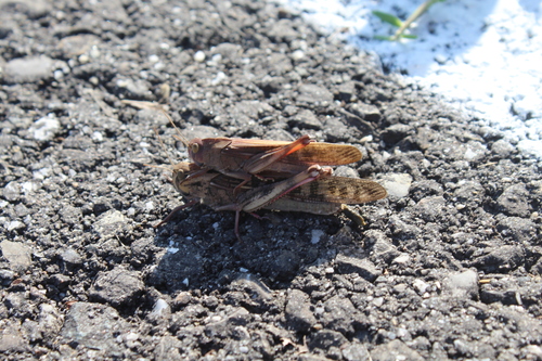 Migratory Locust