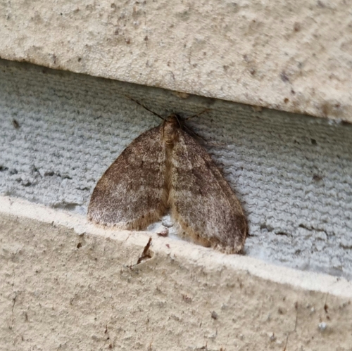 Winter Moth