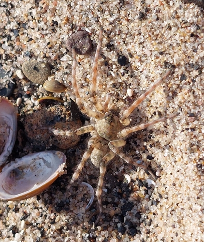 Northern Bear Spider