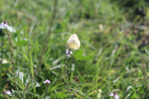 Green-veined White