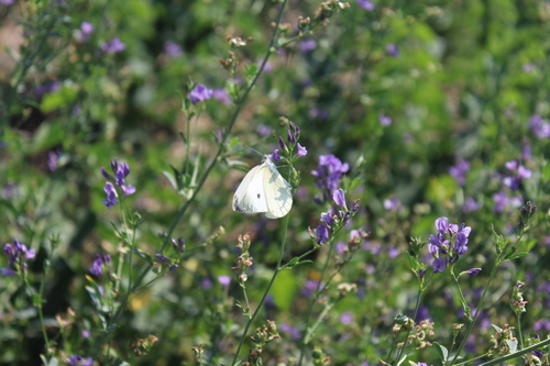 Small White