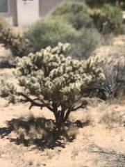 Cylindropuntia