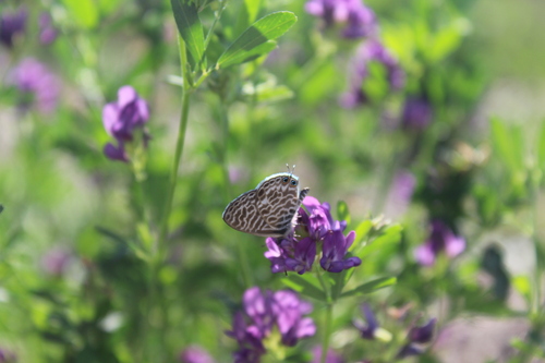 Lang's Short-tailed Blue