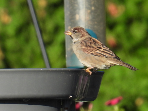House Sparrow