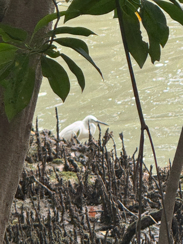 Little Egret