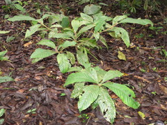 Duroia hirsuta