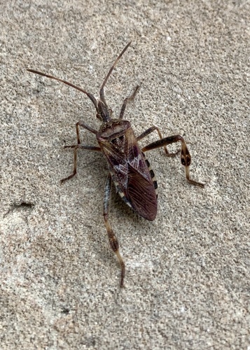 Western Conifer Seed Bug