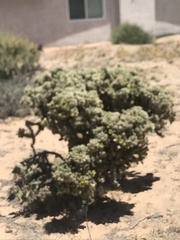 Cylindropuntia