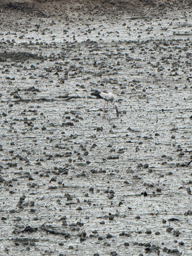 Asian Openbill