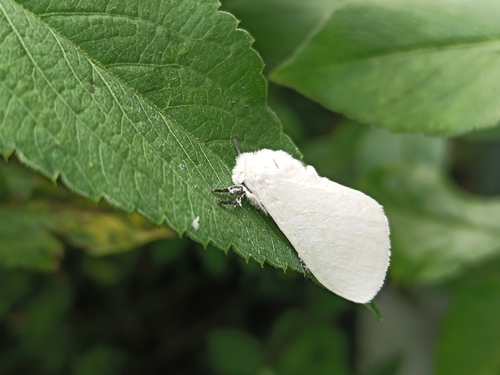 Sphrageidus virguncula