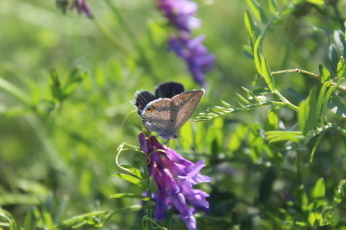 Short-tailed Blue