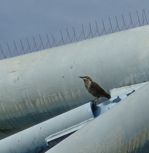 European Starling