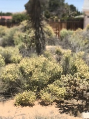 Atriplex canescens