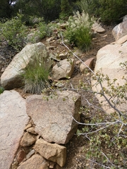 Crotaphytus