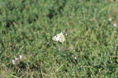 Eastern Bath White