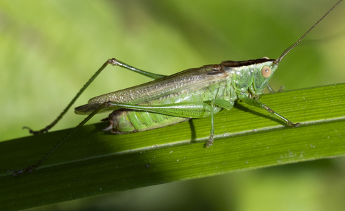 Long-winged Conehead