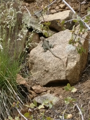 Crotaphytus