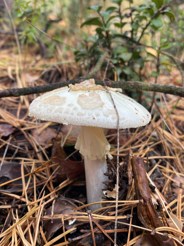 False Death-cap