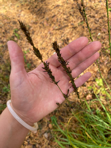 Purple moor grass